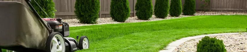 When to Weed and Feed Lawn
