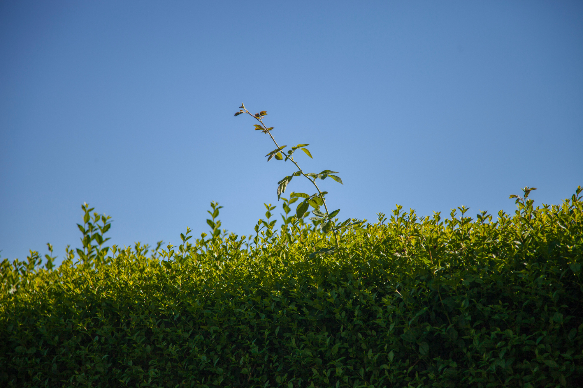 Decide the height and width of your hedge before planting