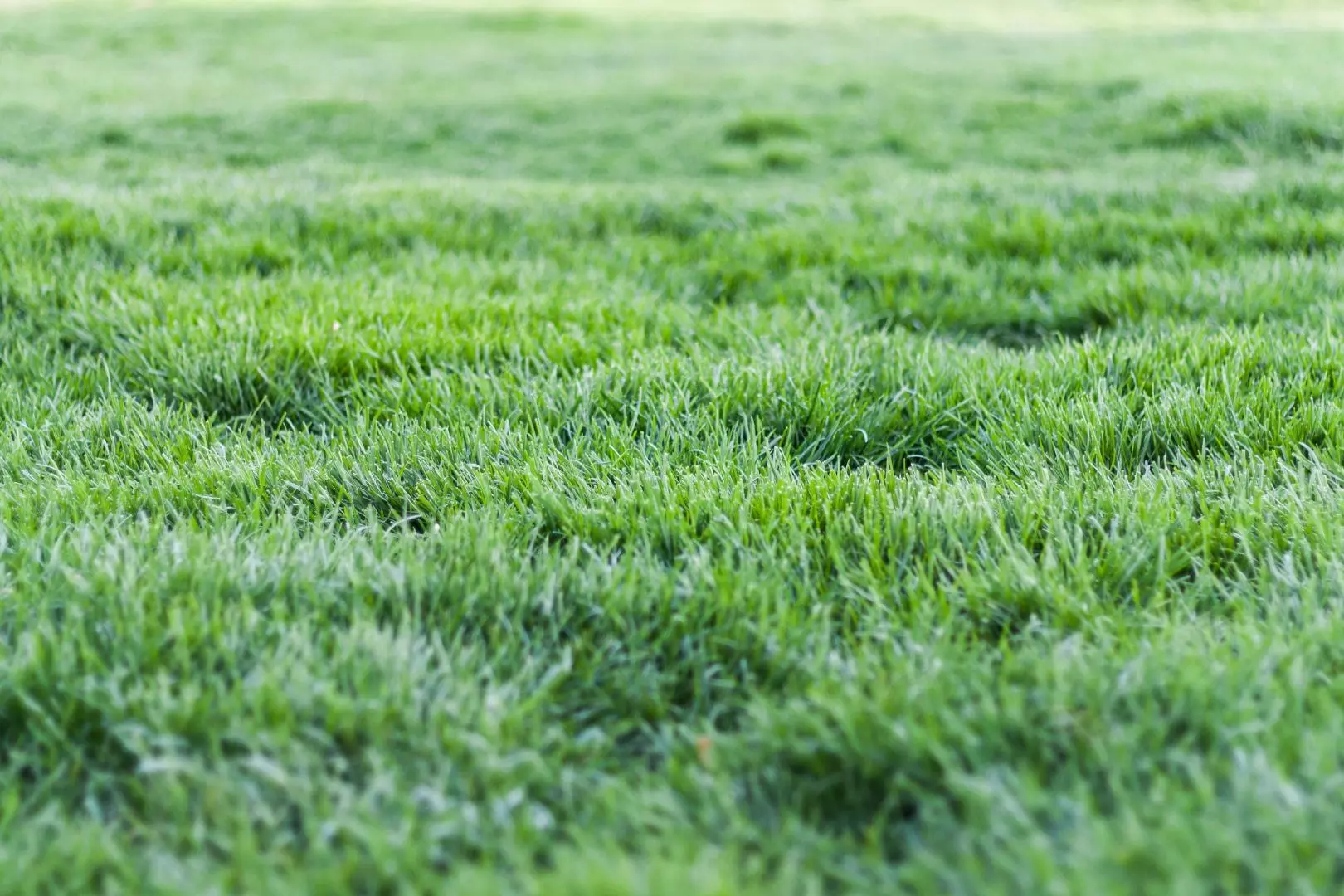 Lawn Maintenance in Maidstone and Kent | Turfing and Lawn Care